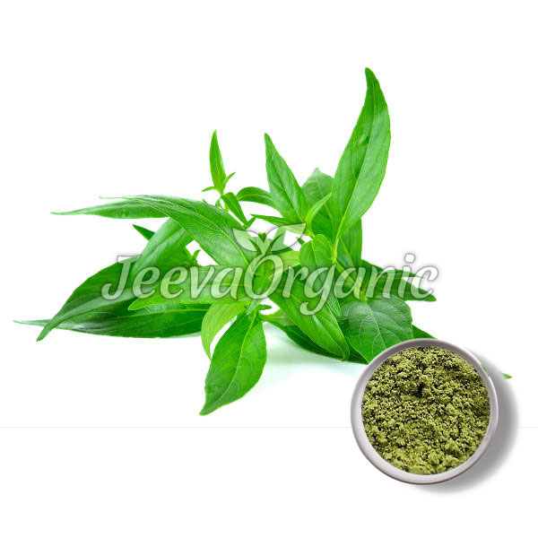 Andrographis-Paniculata-Powder Andrographis