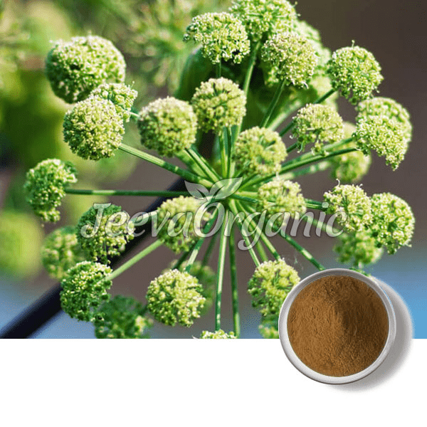 Angelica-Powder.png