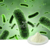 Bacillus Clausii Powder