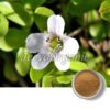 Bacopa-Monnieri-Extract-Powder.