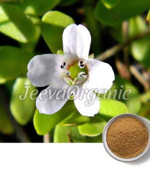 Bacopa-Monnieri-Extract-Powder.