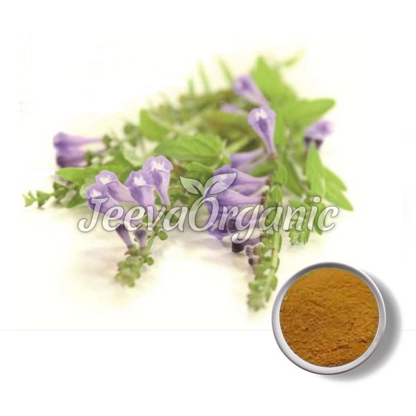Baikal-Skullcap-1.jpg
