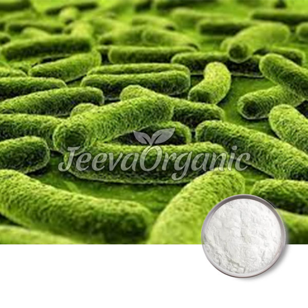 Bifidobacterium-Lactis-Powder Bifidobacterium Lactis Powder