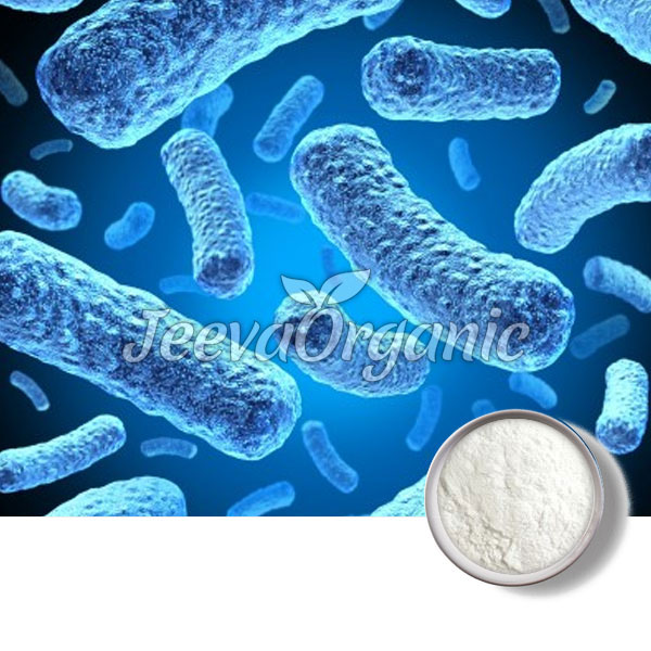 Bifidobacterium-breve.jpg