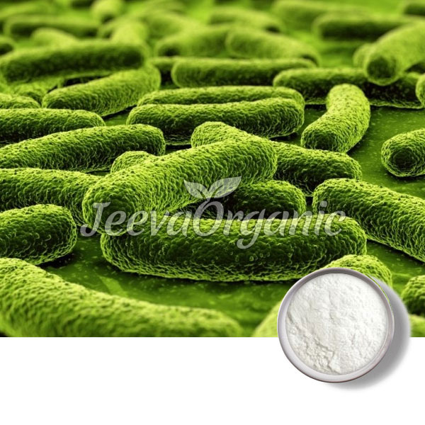 Bifidobacterium-lactis.jpg