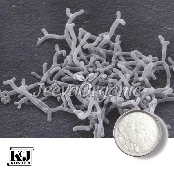 Bifidobacterium-longum.jpg