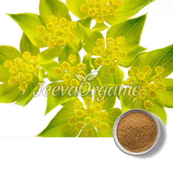 Bupleurum-Powder.jpg