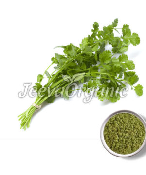 Cilantro Powder