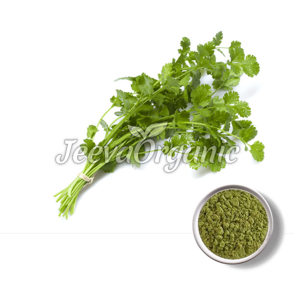 Cilantro-Powder.jpg