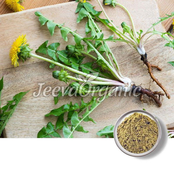 Dandelion-Root-Extract-Powder-1.jpg