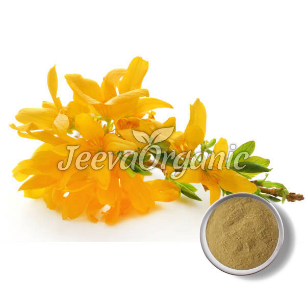 Forsythia-Suspensa-Powder.jpg