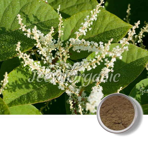 Giant-Knotweed-Extract-Powder.jpg