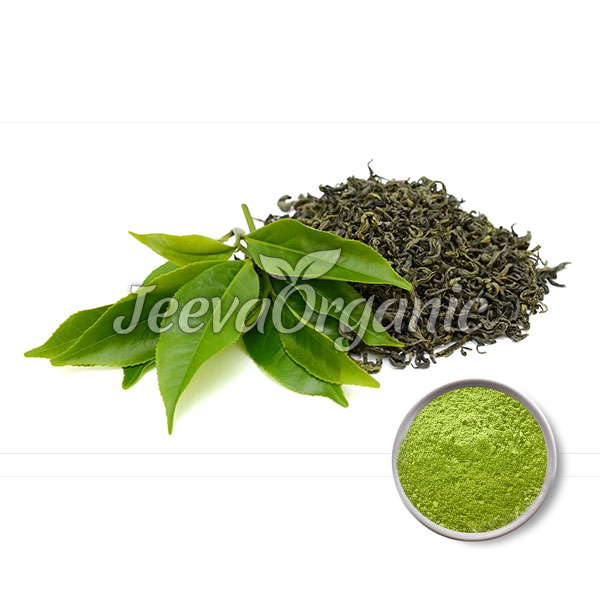 Green-Tea-Extract-Powder Green Tea Extract Powder