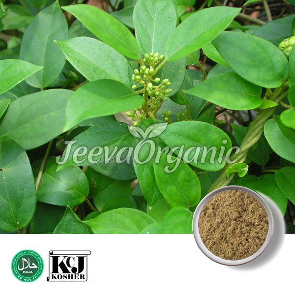Gymnema-Sylvestre-Extract-Powder.jpg