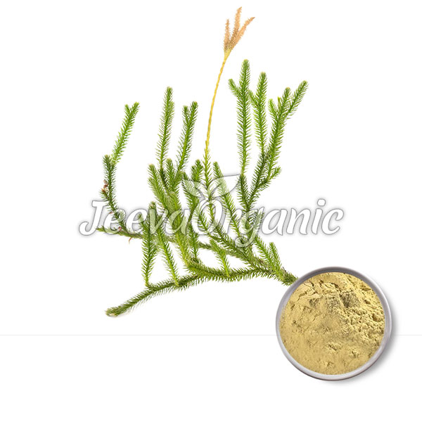 Huperzia-Serrata-Extract-Powder Huperzia Serrata Extract Powder