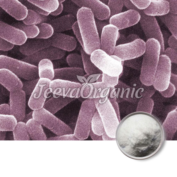 Lactobacillus-casei-Powder Lactobacillus Casei Powder