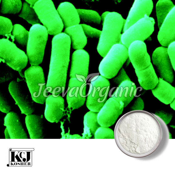 Lactobacillus-fermentum.jpg