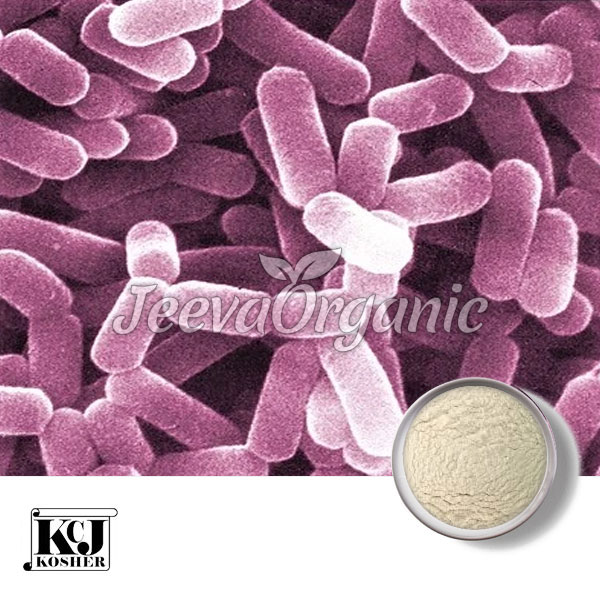Lactobacillus-helveticus.jpg