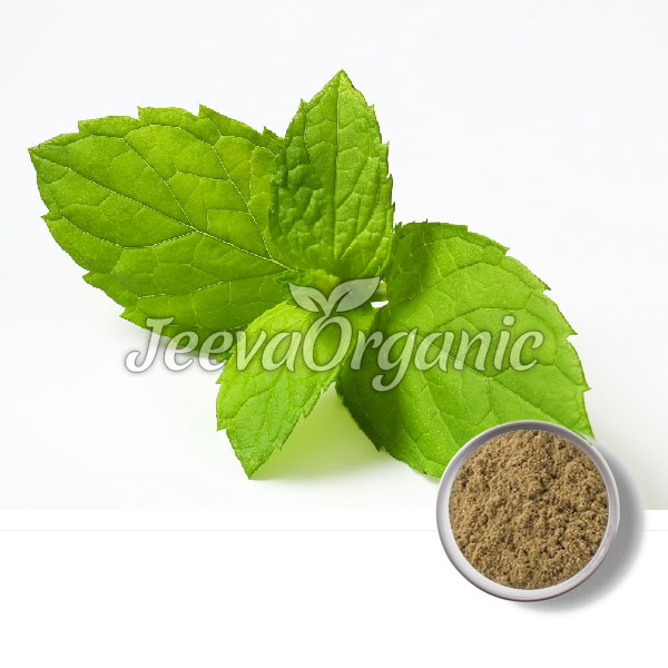 Lemon-Balm-Extract-Powder.jpg