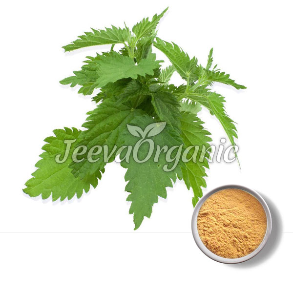 Nettle-Leaf-Extract-Powder.jpg
