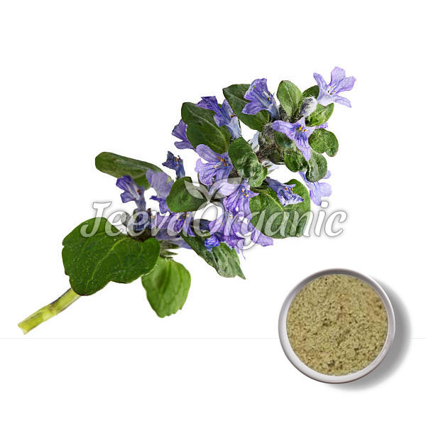 Organic-Bugleweed-Powder.jpg