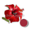 Hibiscus Flower