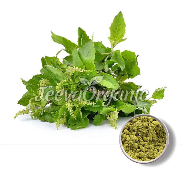 Organic-Holy-Basil-Extract-Powder.jpg Holy Basil Powder