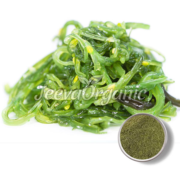 Organic-Kelp-Powder.jpg