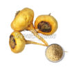 Organic Maca Powder, gelatinized