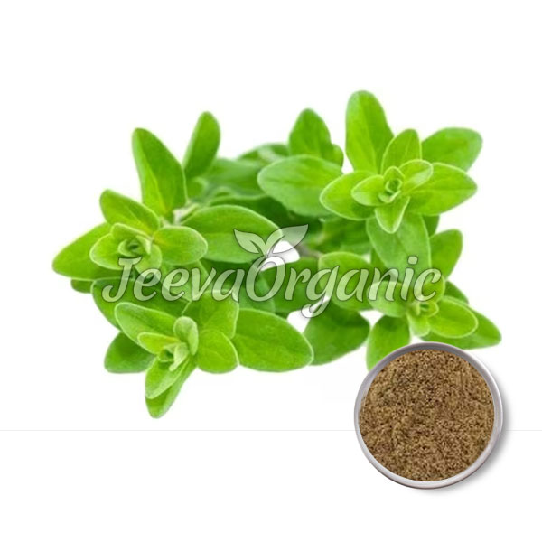 Organic-Marjoram-Powder Organic Marjoram Powder