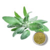 Organic-Sage-Leaf-Powder