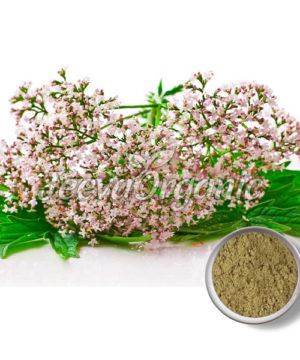 Valerian Extract Powder 4:1