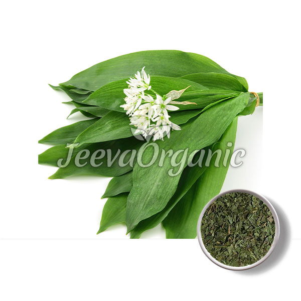 Wild-Bears-Garlic-Leaf-Powder.jpg