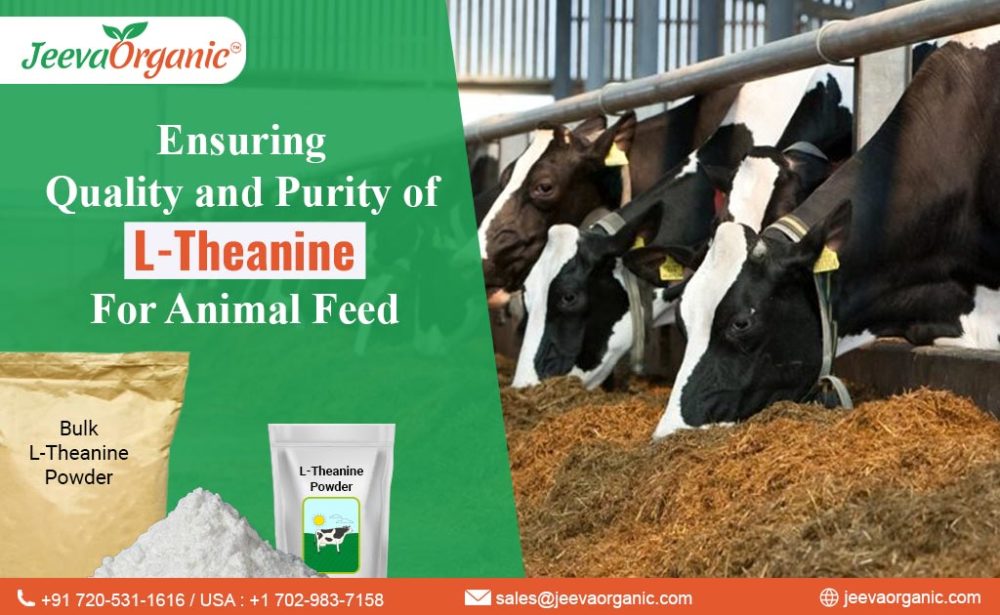 Explore the world of premium L-Theanine powder supplements for animal feed products. Uncover the benefits of sourcing bulk raw ingredients.