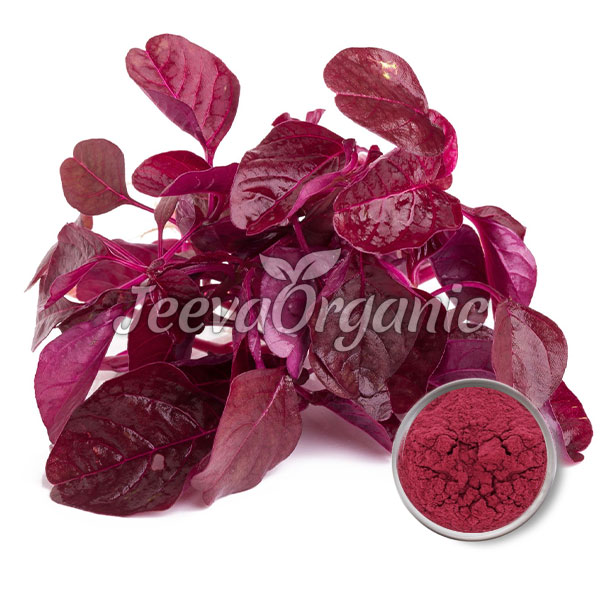 Amaranthus-Leaf-Extract-Powder Amaranthus Leaf Extract Powder