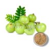 Amla Fruit Extract Powder