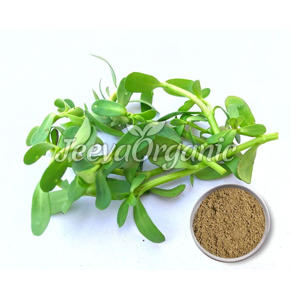 Bacopa-Monnieri-powder Bacopa monnieri