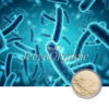 Bifidobacterium longum