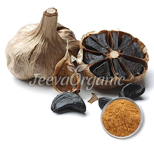 Black-Garlic-Bulb-Extract-Powder Black Garlic Bulb Extract Powder
