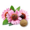 Echinacea Aerial Extract Powder