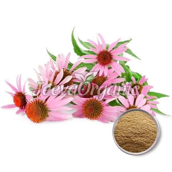 Echinacea-angustifolia-Root-Extract-Powder Echinacea angustifolia Extract Powder 12% Echinacoside