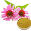 Echinacea-purpurea-Extract-Powder