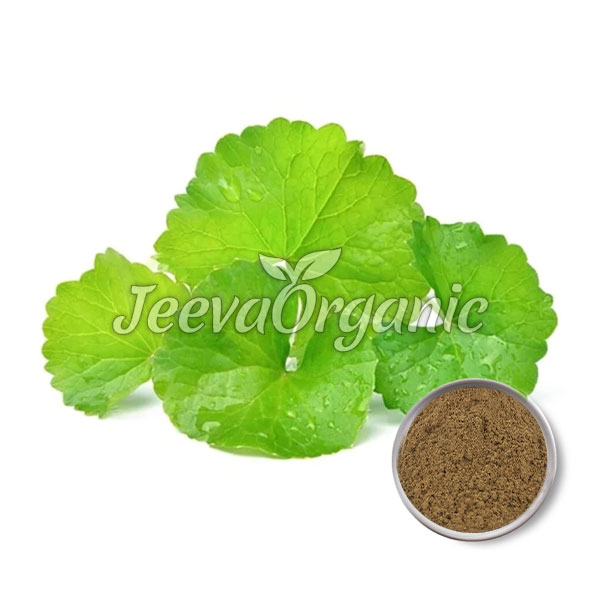 Gotu-Kola-Extract-powder Gotu Kola