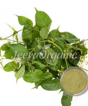 Gymnema Extract Powder