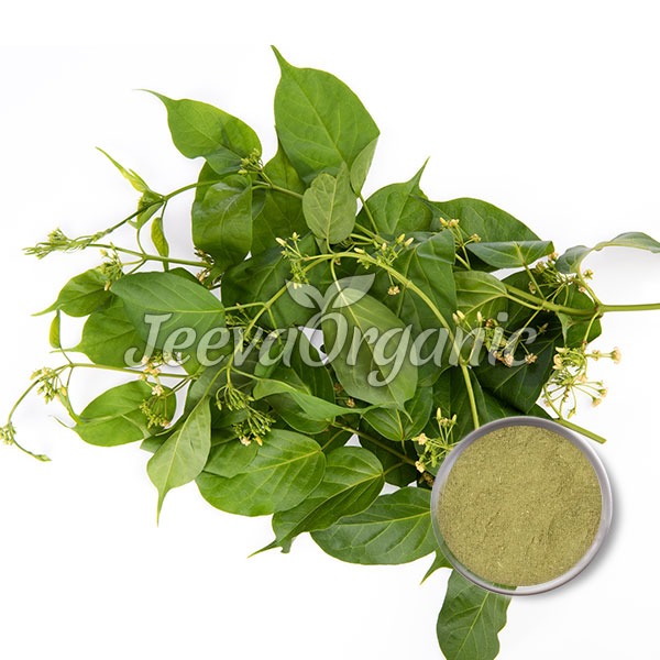 Gymnema-Extract-powder Gymnema Extract Powder