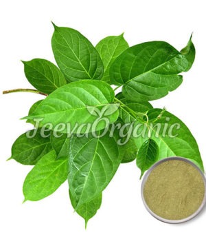 Gymnema Extract Powder