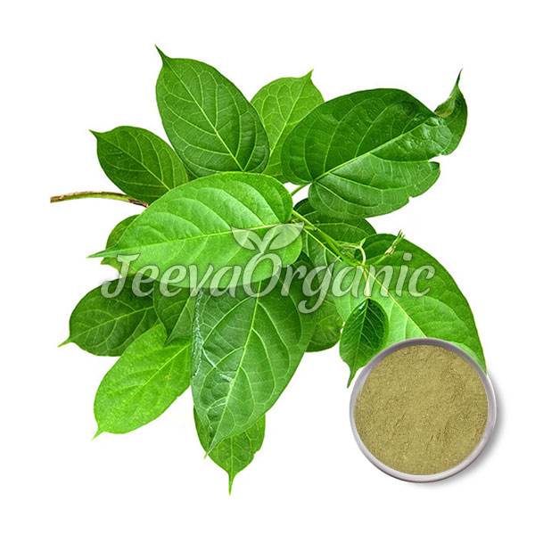 Gymnema-Leaf-powder Gymnema Extract Powder