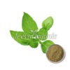 Holy Basil Extract Powder