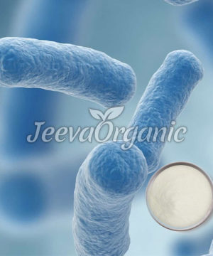 Lactobacillus Gasseri