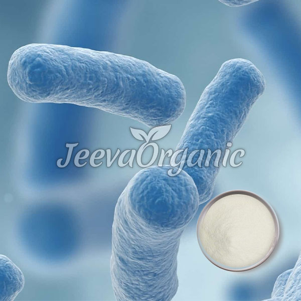 Lactobacillus-Gasseri-powder Lactobacillus Gasseri